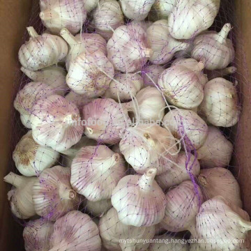 High quality and factory supply pure white fresh garlic